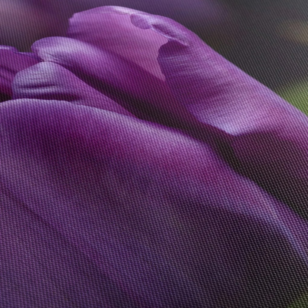 Obraz kvetov tulipánov (70x50 cm)