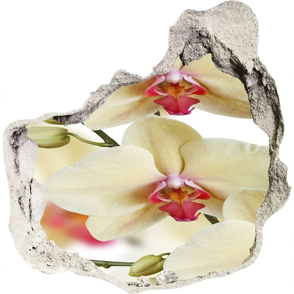 Fototapeta nálepka na stenu Orchidea WallHole-75x75-piask-102443917