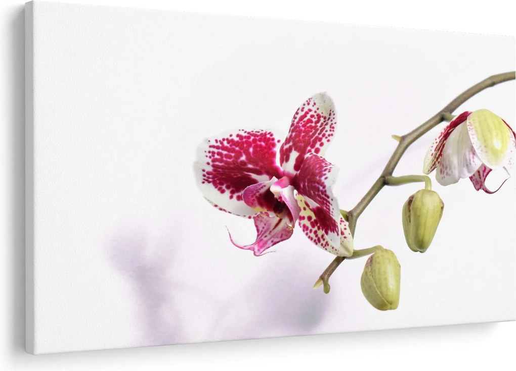 Obraz kvetu orchidey (90x60 cm)