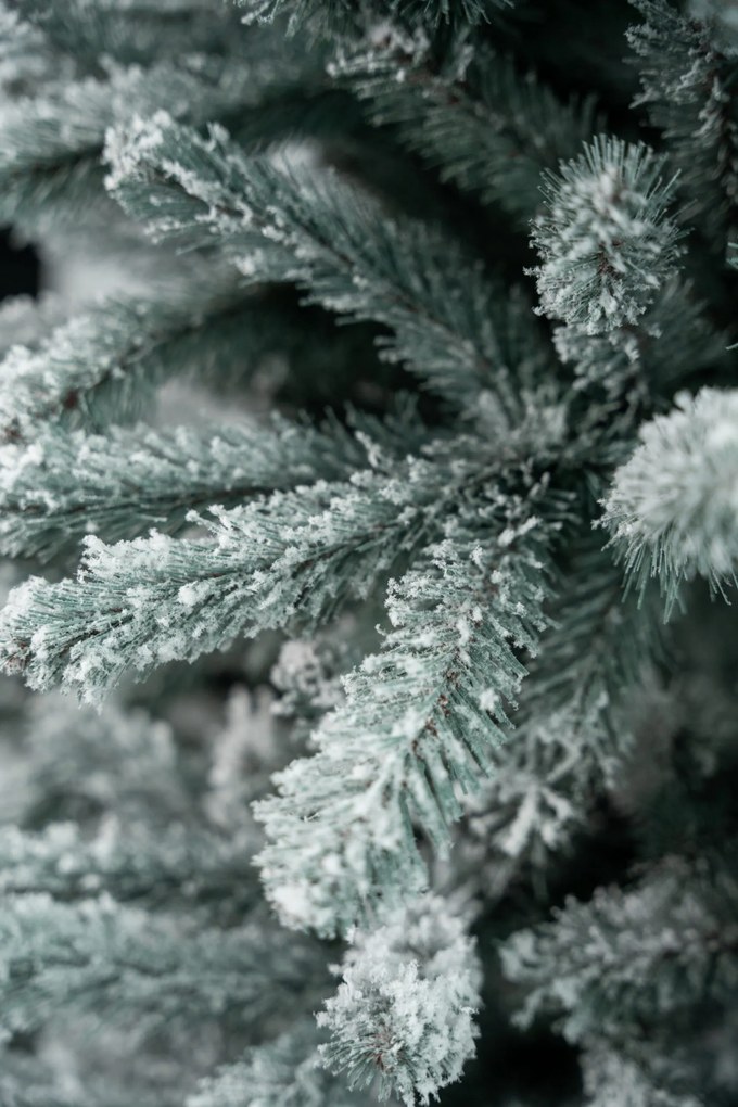 Jedlička Eliza 180 cm