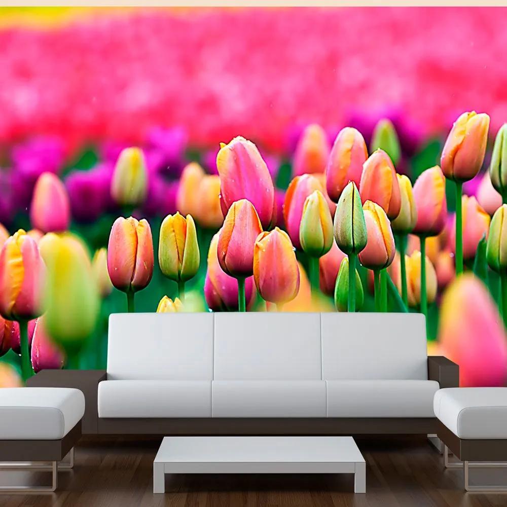 Fototapeta - Field of tulips 200x154