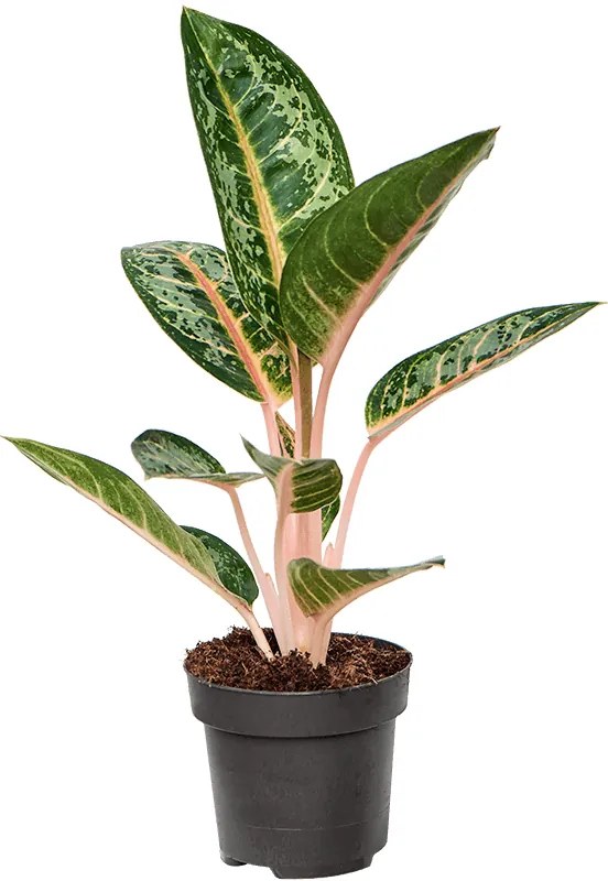 Aglaonema 'Orange Flame' 12x40 cm