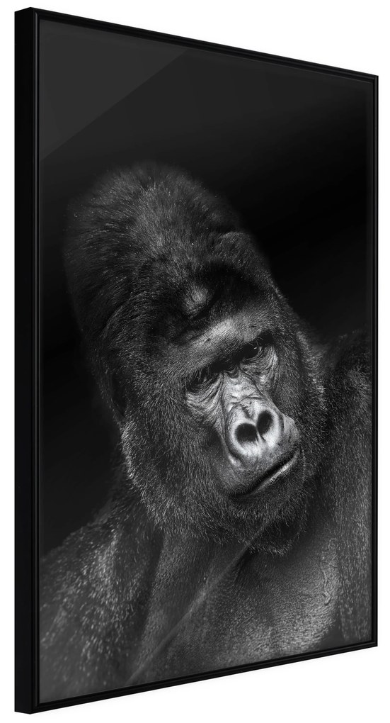 Artgeist Plagát - Gorilla [Poster] Veľkosť: 20x30, Verzia: Zlatý rám