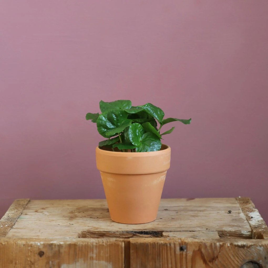 Coffea arabica Kávovník Arabský baby