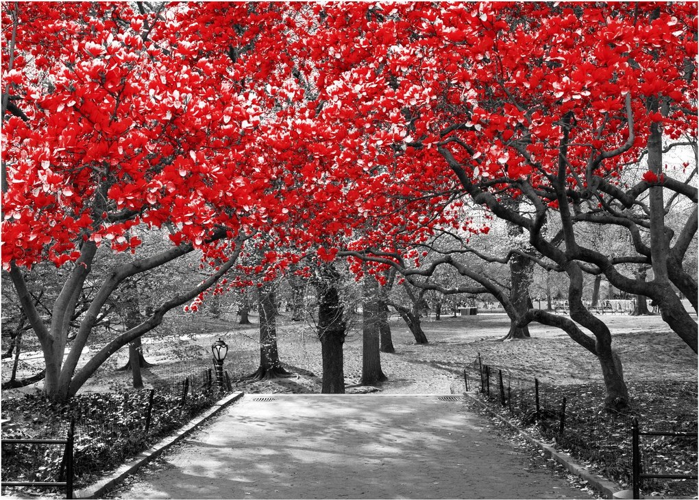 Obraz - Červené stromy, Central Park, New York (70x50 cm)