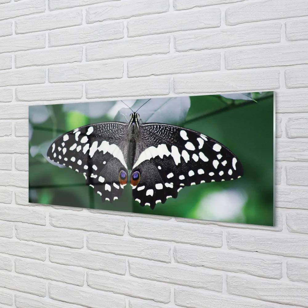 Obraz na akrylátovom skle Farebný motýľ lístia 120x60 cm
