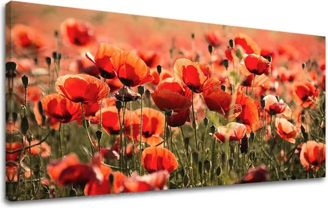 Obraz na stenu PANORÁMA KVETY KV097E13 - 40x80 cm