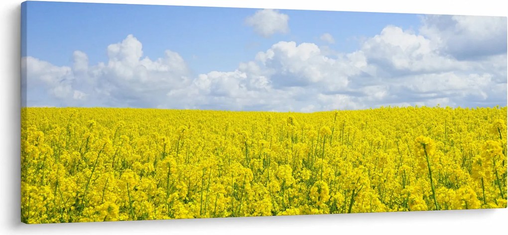 Obraz žltého poľa (120x50 cm)