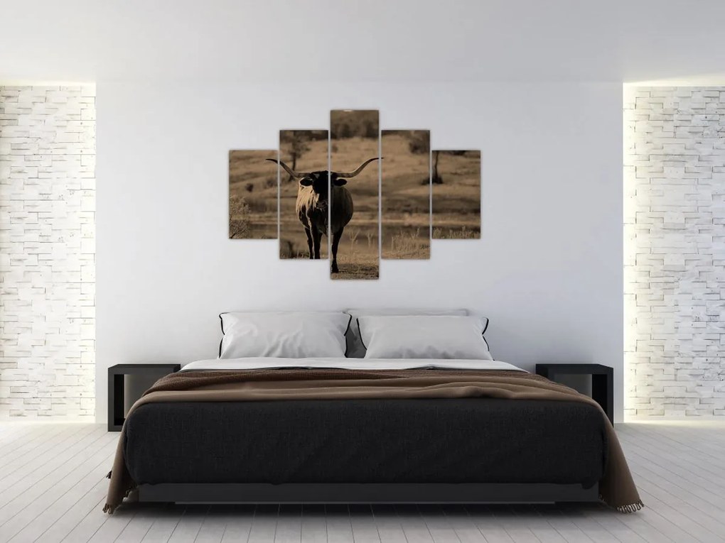 Obraz - Texaská krava (150x105 cm)