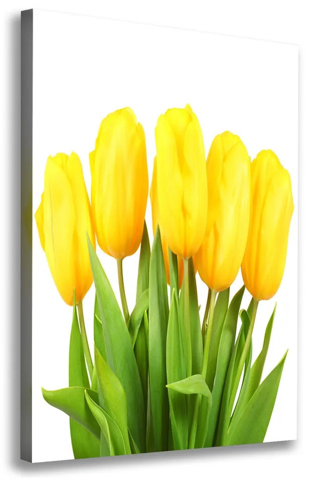Foto obraz na plátne Žlté tulipány pl-oc-70x100-f-50296445