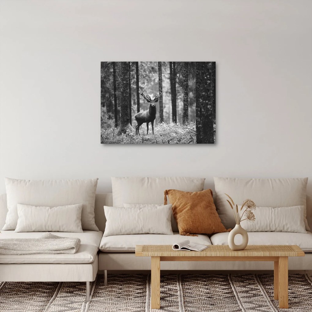 Obraz - Jeleň v lese 2, čiernobiela (70x50 cm)