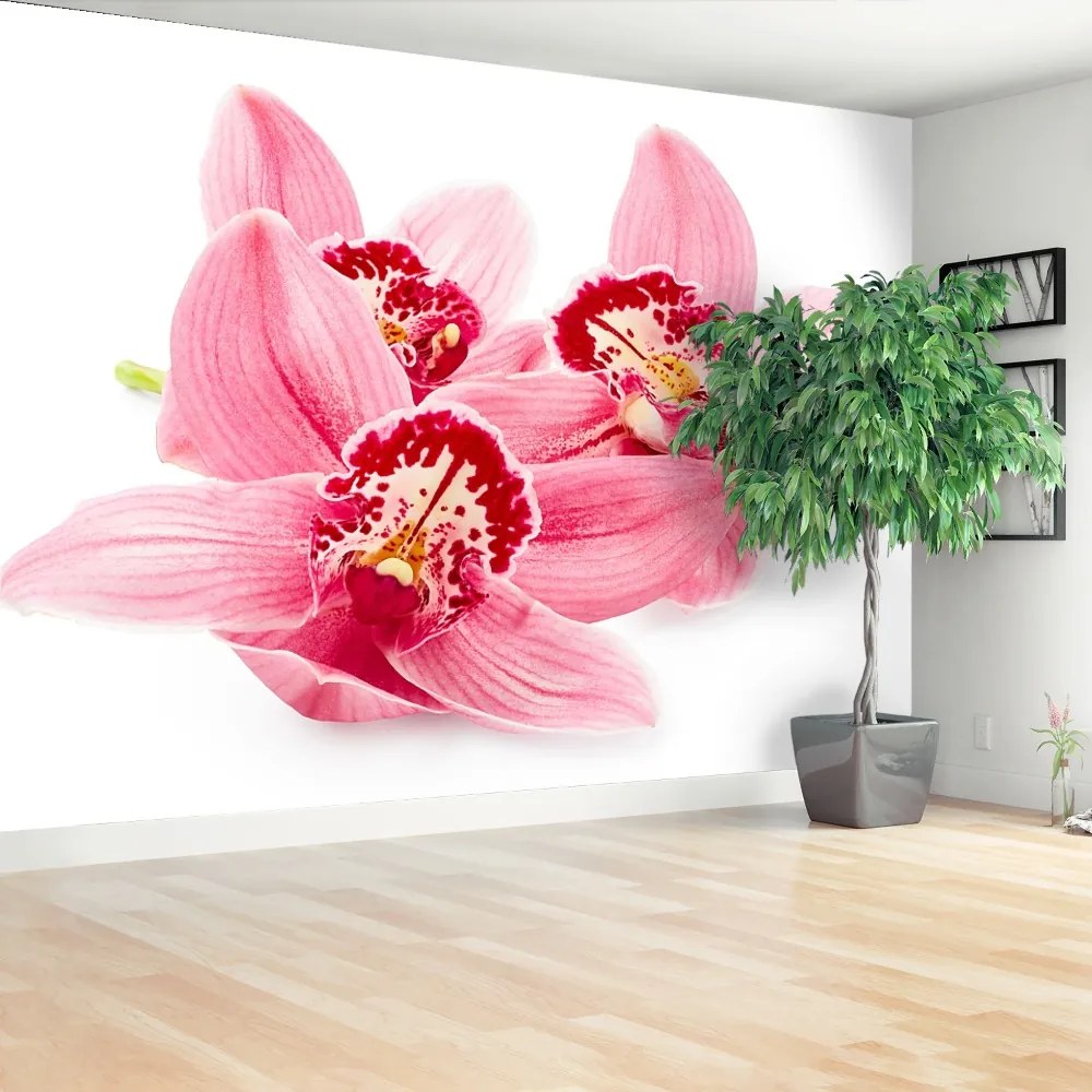 Fototapeta Vliesová Ružová orchidea 312x219 cm