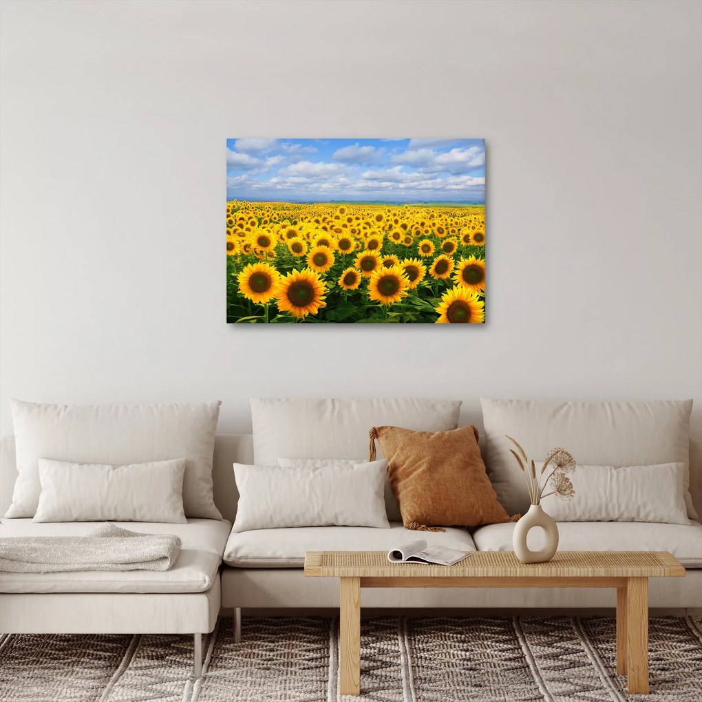 Obraz slnečnicového poľa (70x50 cm)