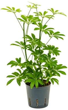 Schefflera arboricola luseana 2pp 13/12 výška 35 cm