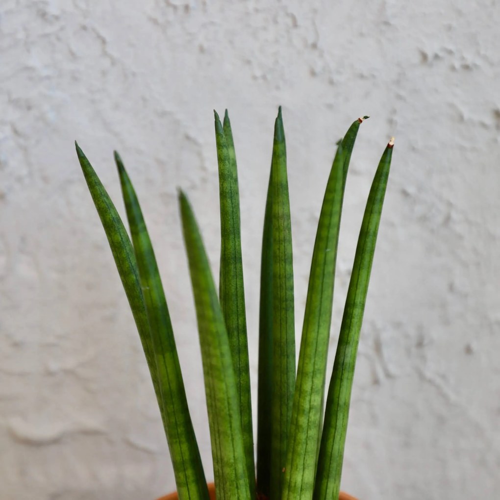 Sansevieria Svokrine jazyky Cylindrica Spaghetti baby