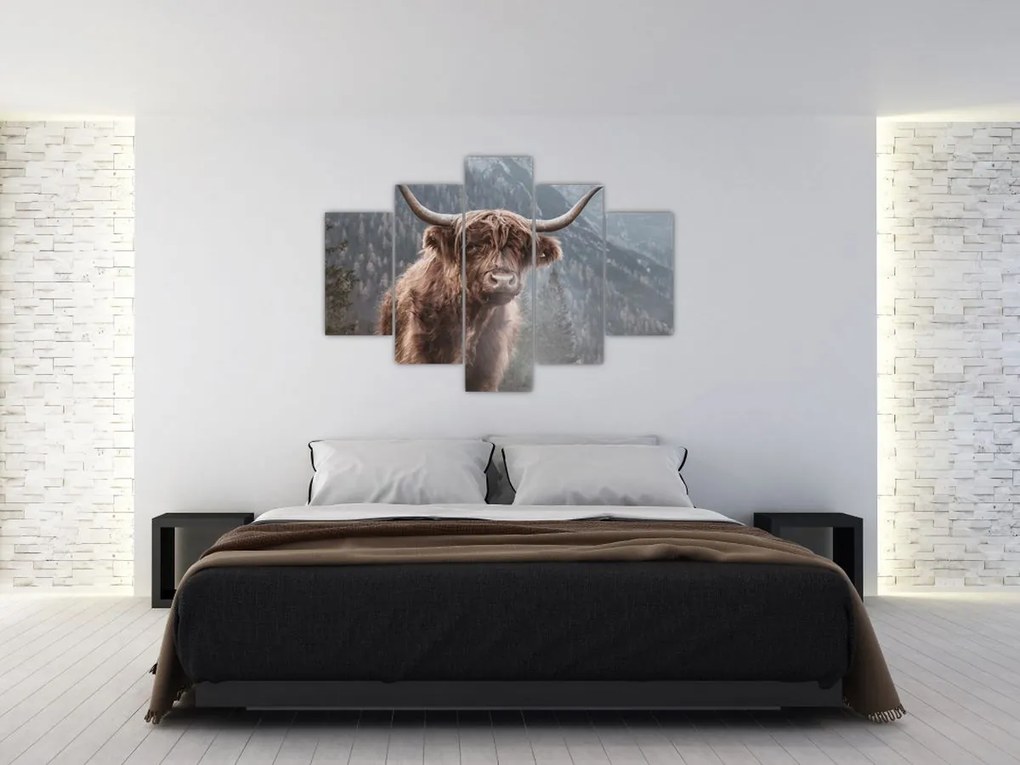 Obraz - Highlander krava (150x105 cm)