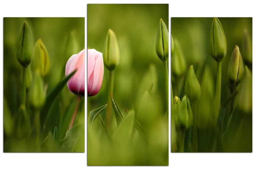 Obraz na plátne - Ružový tulipán kvitnúci 101C (105x70 cm)