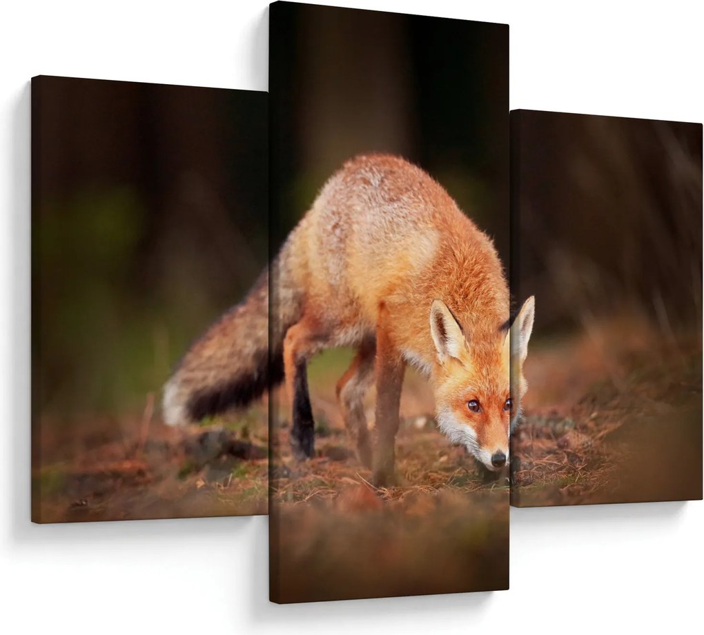 Obraz - Lišiak v lese (90x60 cm)