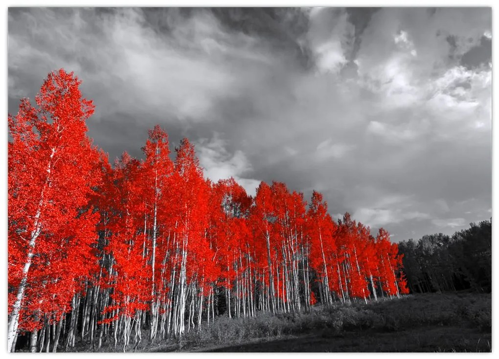 Sklenený obraz - Stromy vo farbe jesene (70x50 cm)