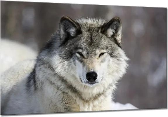 Obraz na skle Styler - Wolf 120x80 cm