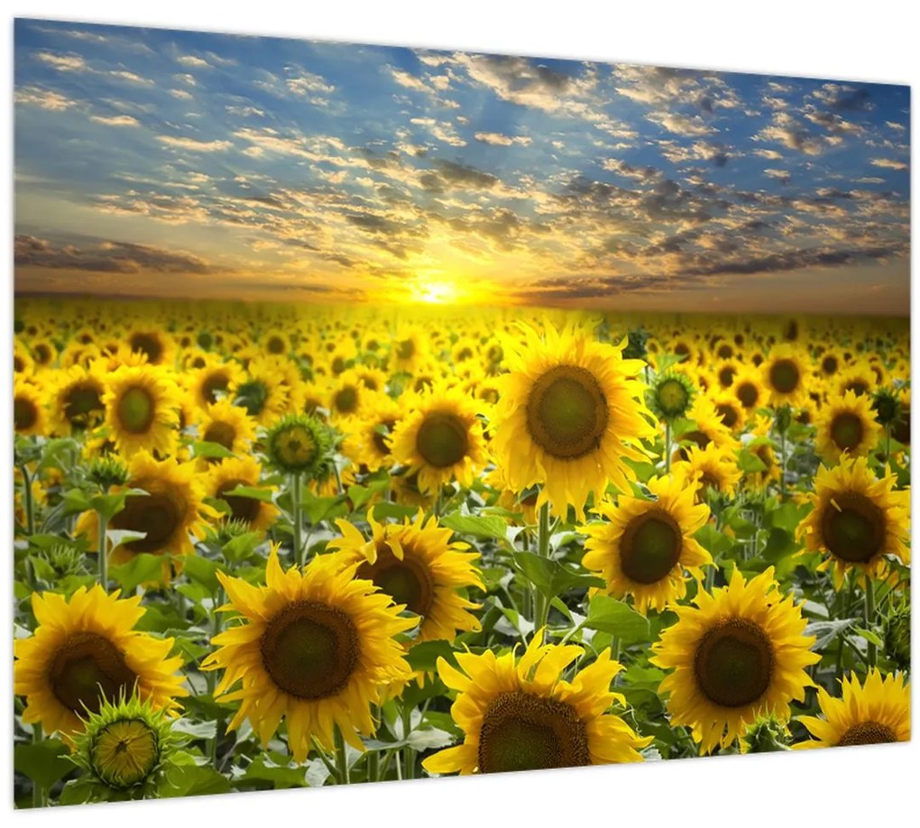 Obraz - Slnečnica pri západe slnka (70x50 cm)