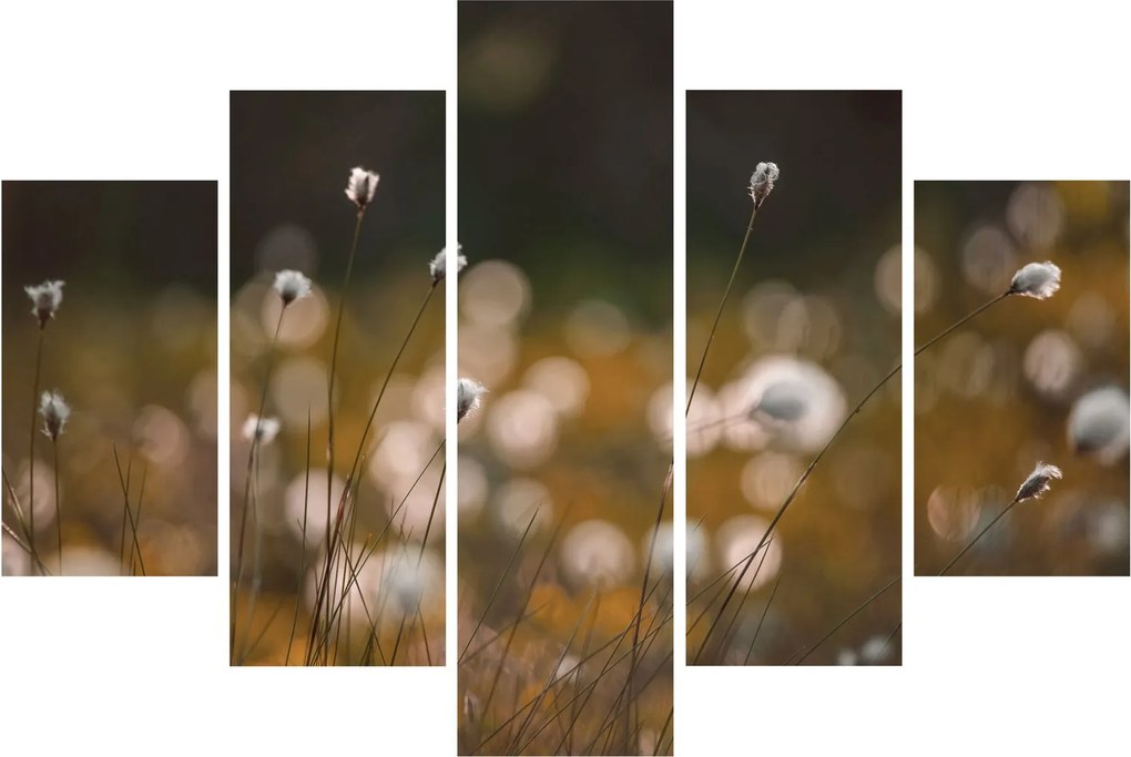 Obraz - Lúka s cottongrass N⁰2 (150x105 cm)