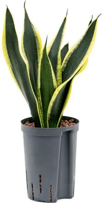 Sansevieria trifasciata Super Flame 15/19 výška 50 cm