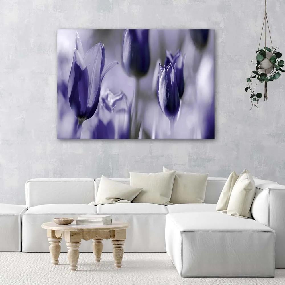 Obraz na plátně Tulipán květ fialový - 90x60 cm