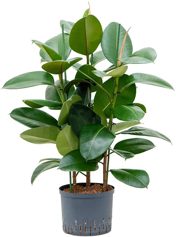 Fikus - Ficus elastica "Robusta" 3pp 25/19 výška 85 cm