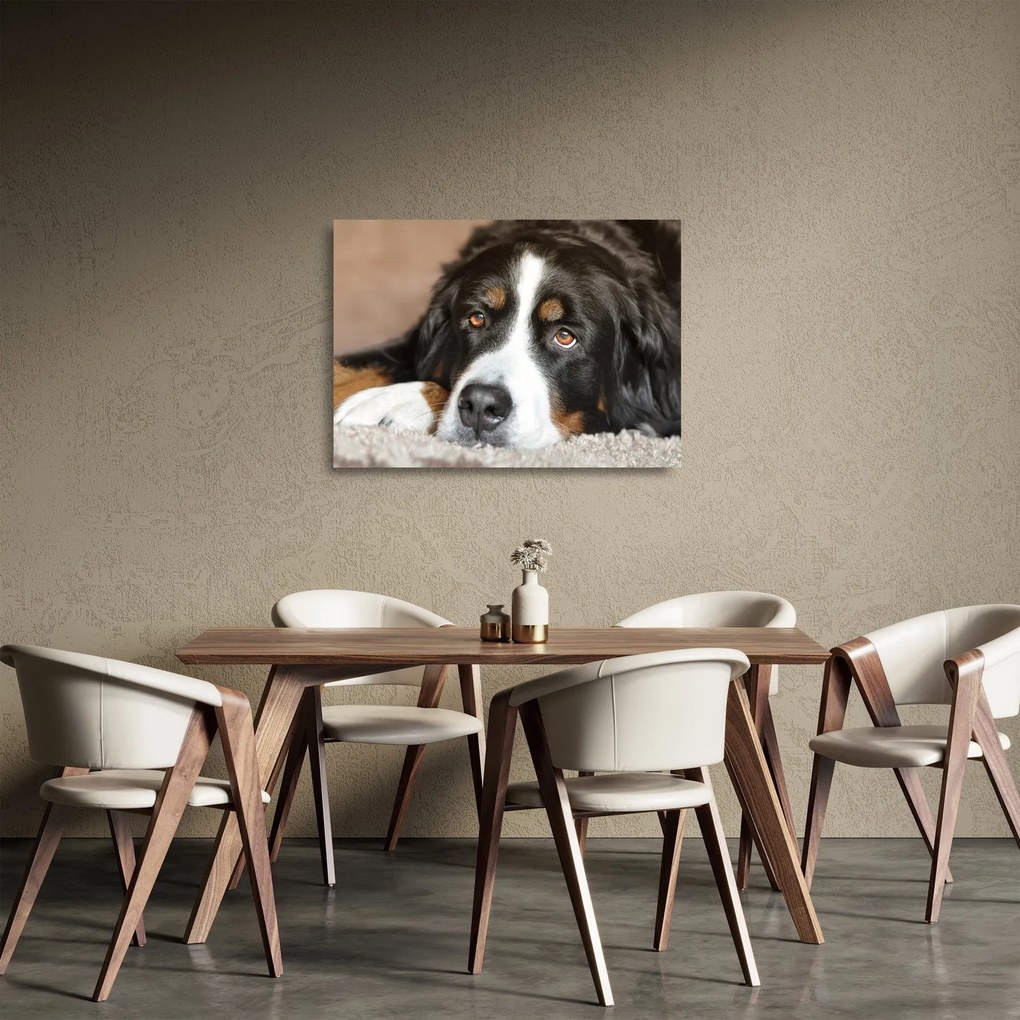 Sklenený obraz psa (70x50 cm)