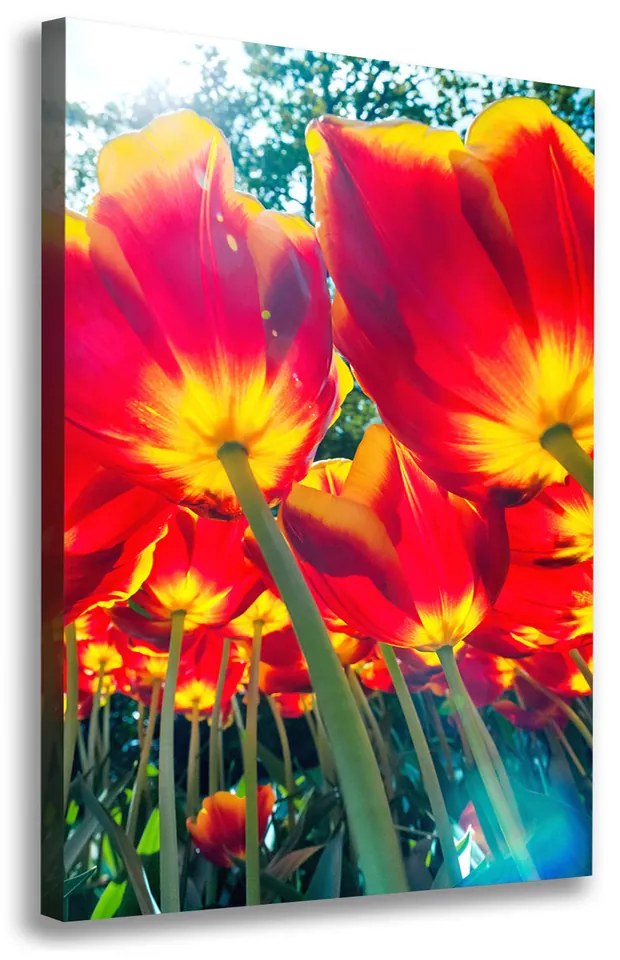 Foto obraz na plátne Červené tulipány pl-oc-70x100-f-113693972
