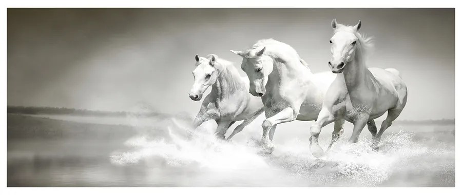 Moderný obraz fotografie na akrylu Biele kone pl-oa-125x50-f-44040199
