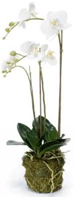 Phalaenopsis plant w. moss white 70 cm