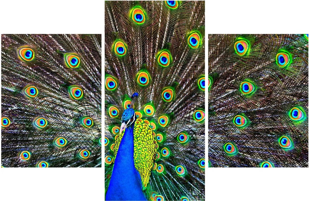 Obraz - Páv (90x60 cm)