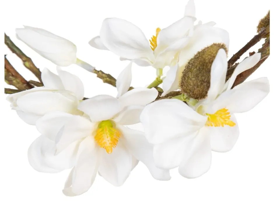 Veniec Magnolia – Ixia