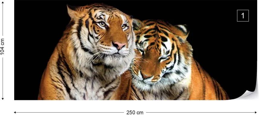 Fototapeta GLIX - Loving Tigers + lepidlo ZADARMO Vliesová tapeta  - 250x104 cm