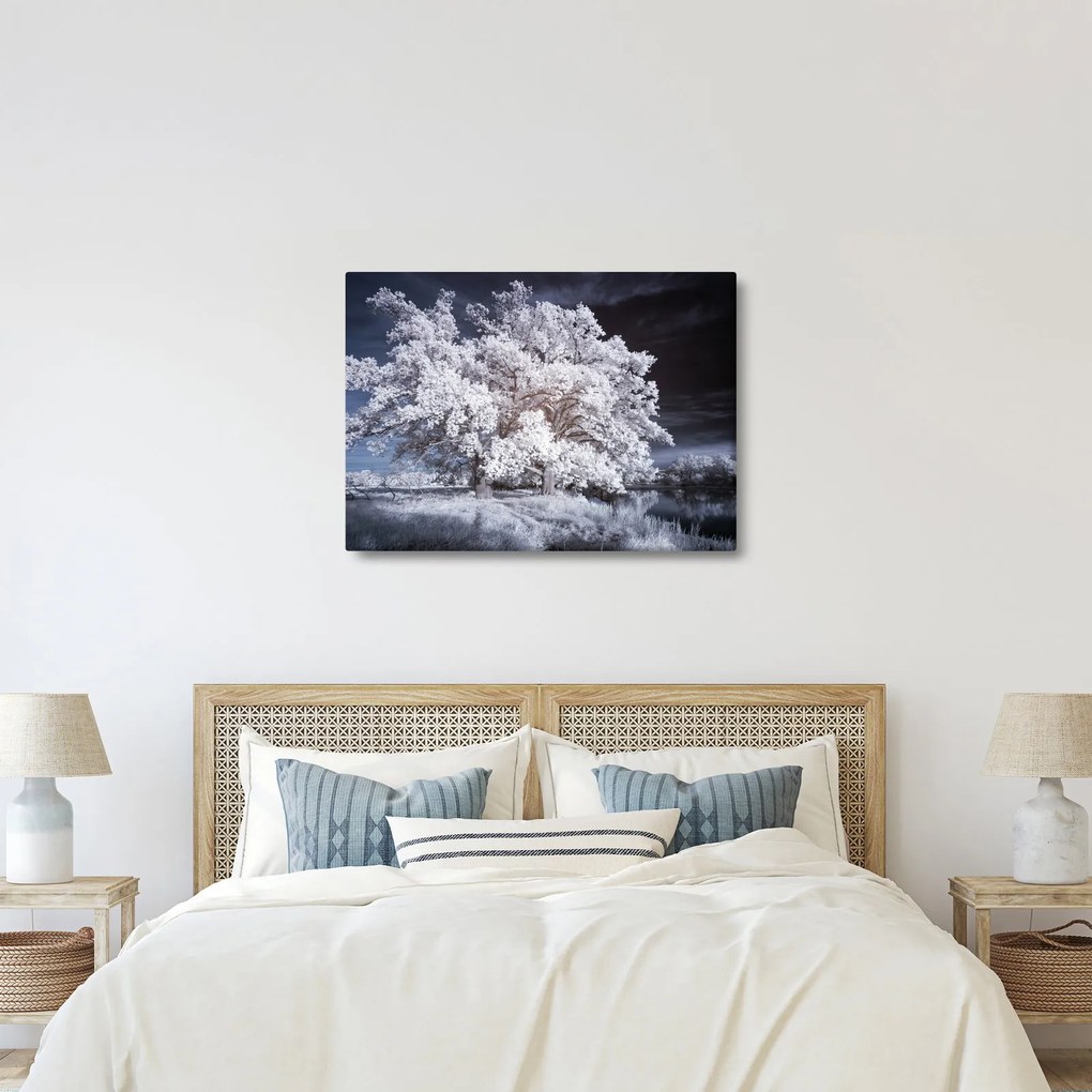 Obraz - Snehobiely strom (70x50 cm)