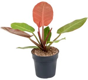 Philodendron Prince of orange  19x40 cm