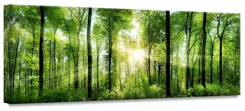 Obraz Styler Glasspik Nature Sunlight, 50 × 125 cm | BIANO