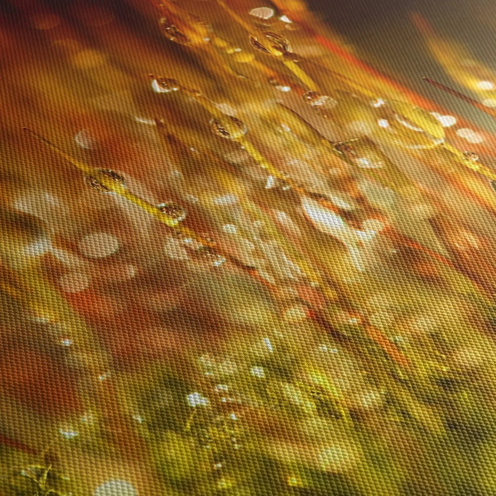 Obraz - Detail rosy (90x60 cm)