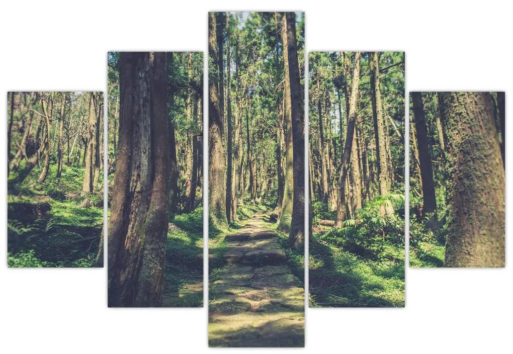 Obraz cesty medzi stromami (150x105 cm)