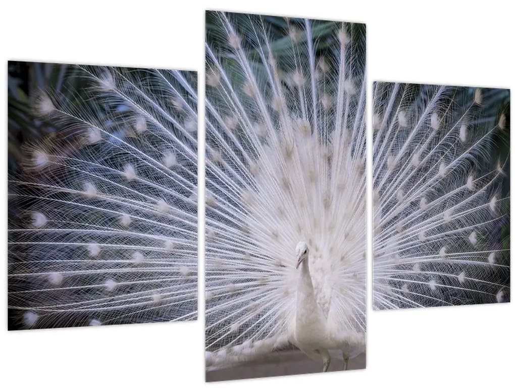 Obraz - Biely páv (90x60 cm)