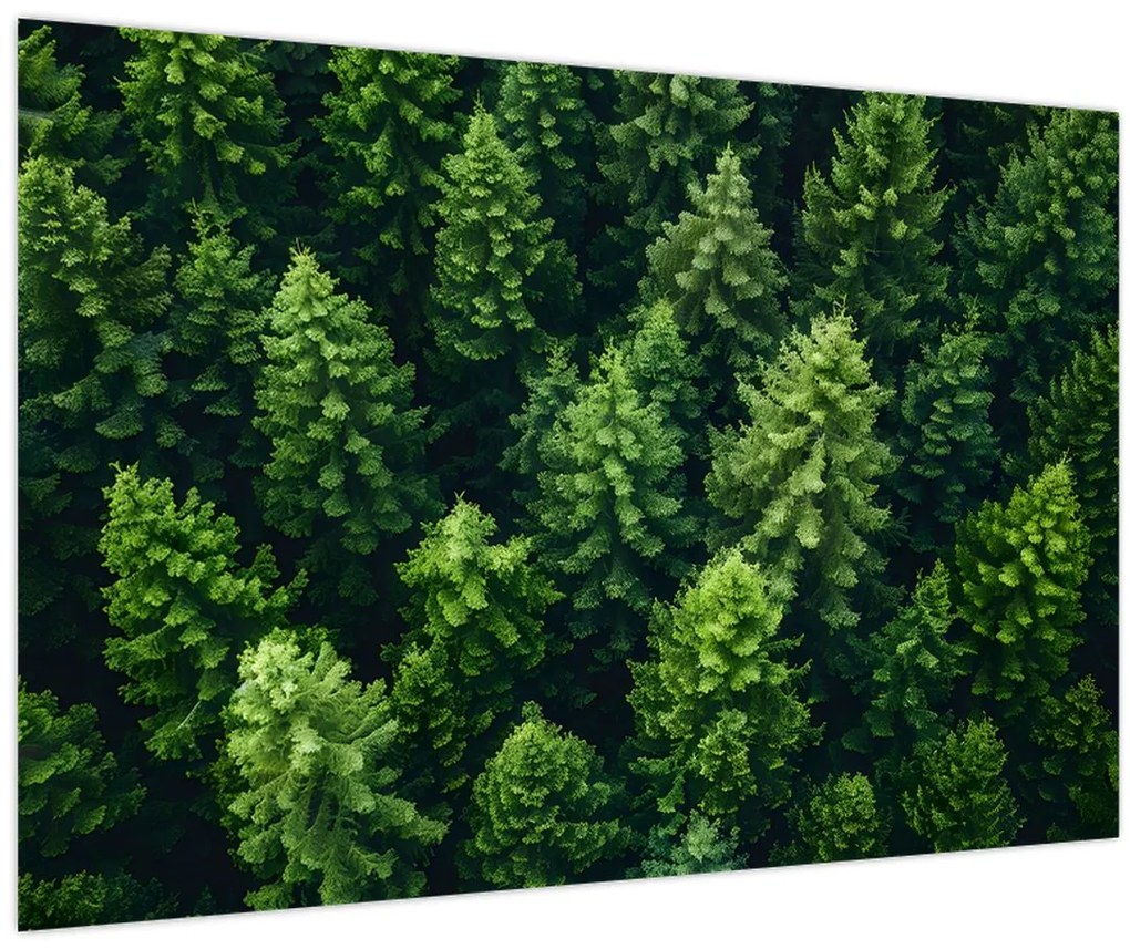 Obraz - Les (90x60 cm)