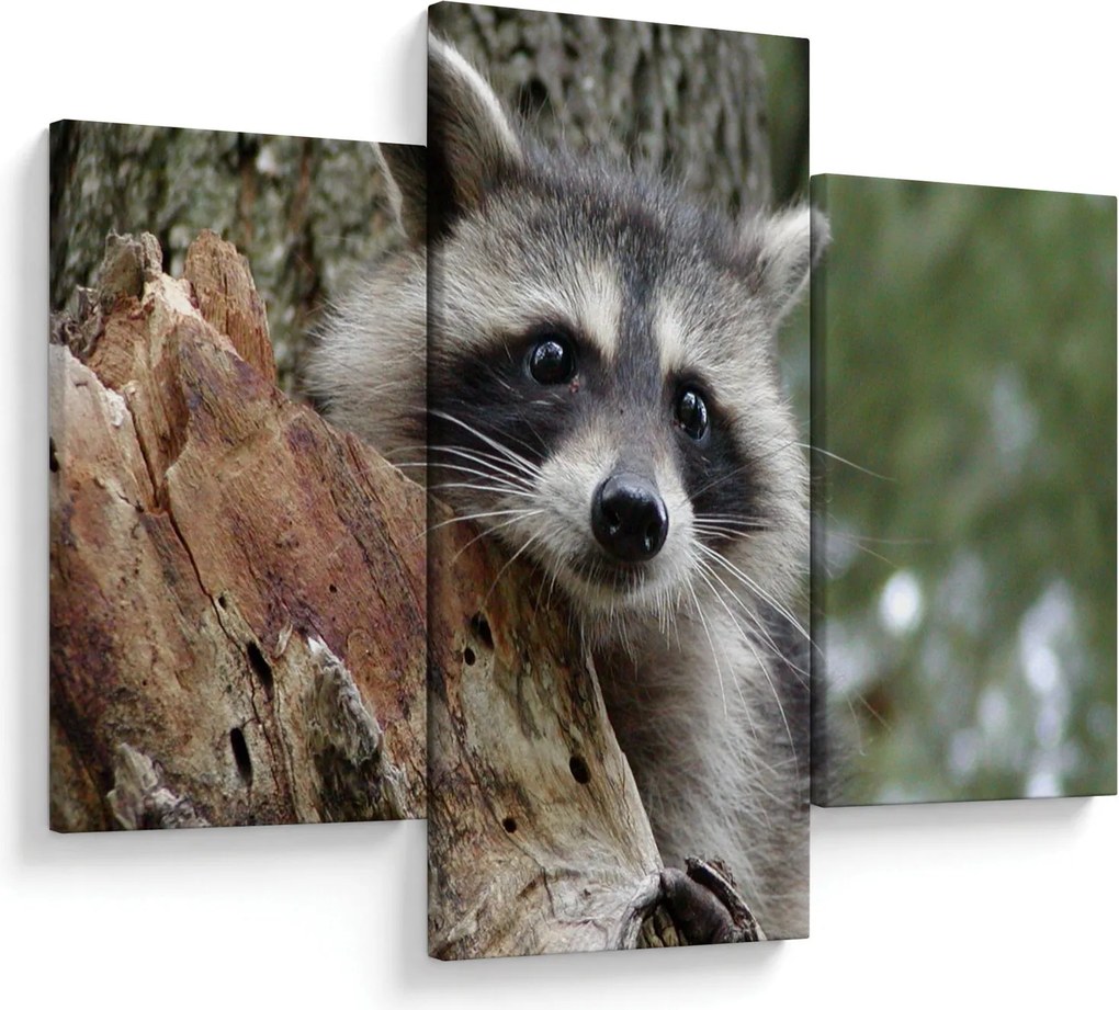 Obraz mývala (90x60 cm)
