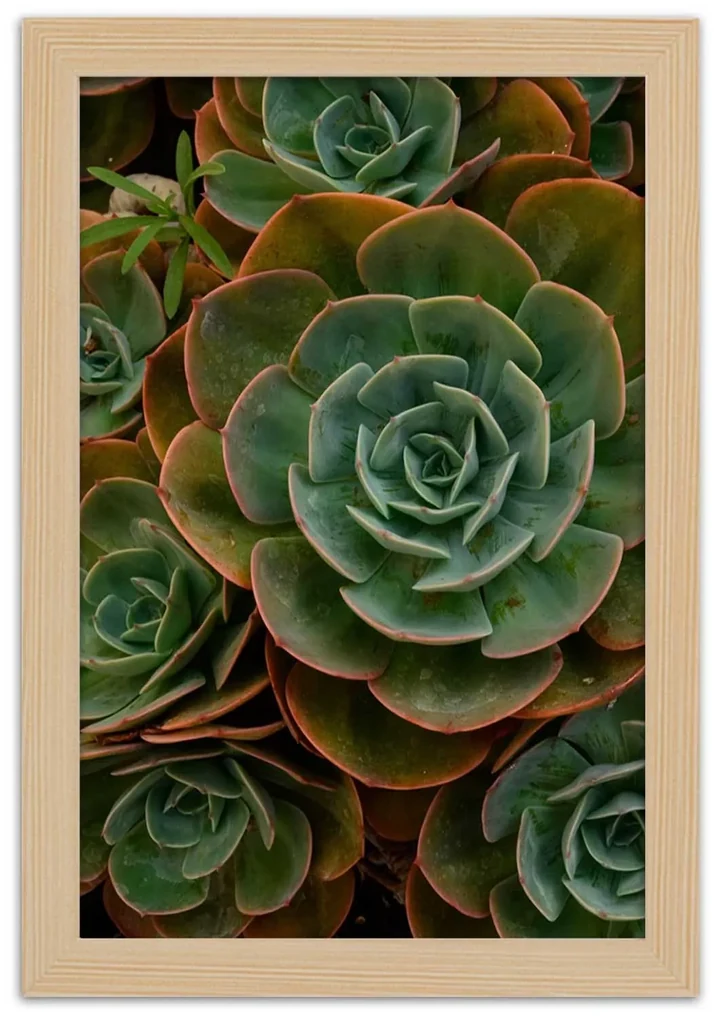 Gario Plagát Dekoratívne sukulenty Farba rámu: Bez rámu, Rozmery: 30 x 45 cm