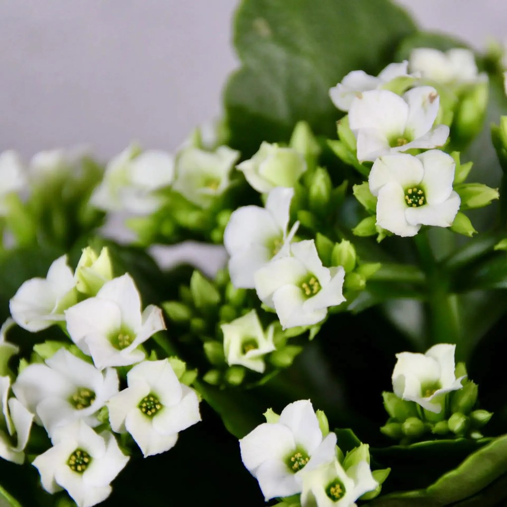 Kalanchoe Grandiva biele