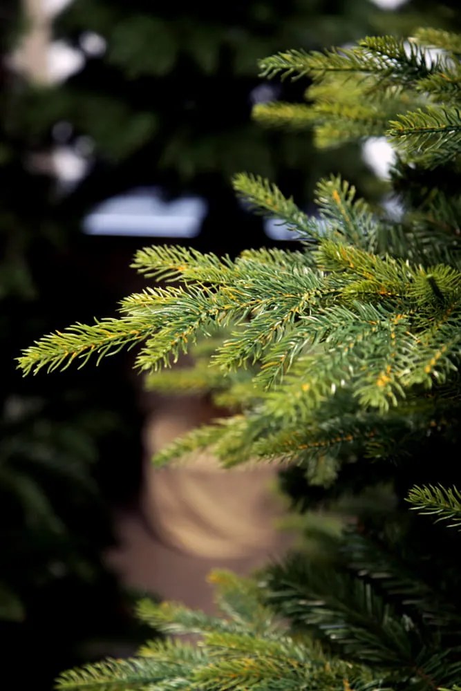 Smrek Kaukazský 100% 3D- 100cm