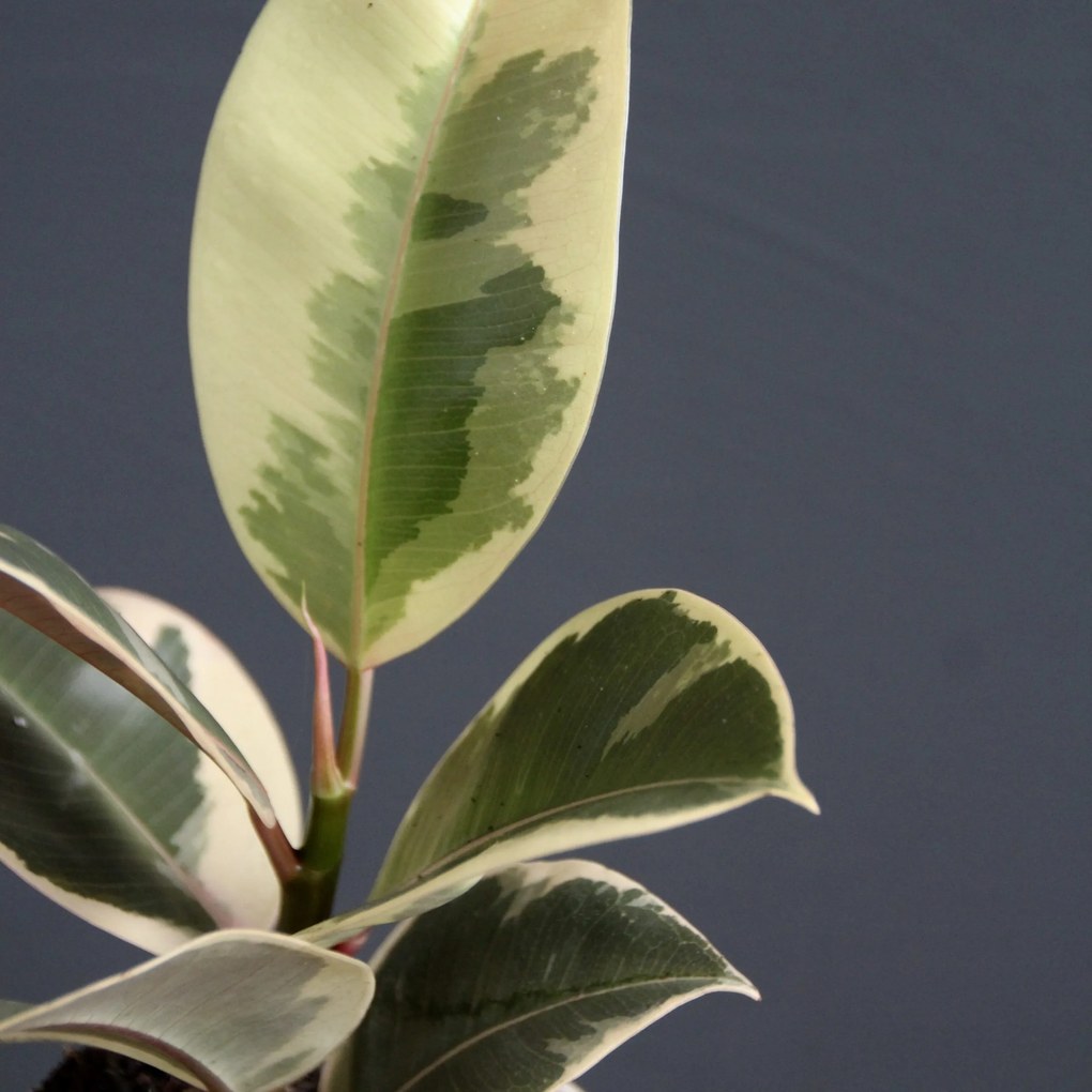 Ficus Elastica Tineke