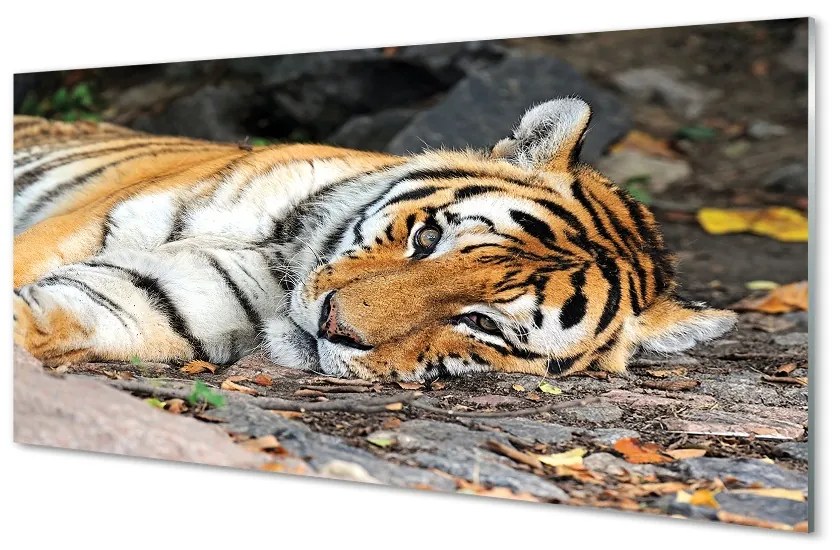 Sklenený obraz ležiace tiger 100x50 cm