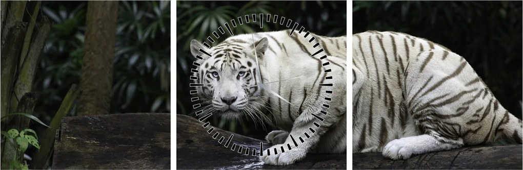 Obraz - Tiger albín (s hodinami) (90x30 cm)
